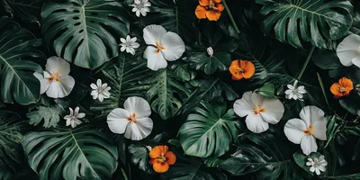 dark and tropical wallpaper with white flowers, bird of paradise, California poppy flowers, monstera leaves, darker cent