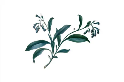 A single fictional comfrey inspired botanical specimen, rendered as a rigorous 18th century scientific copperplate study