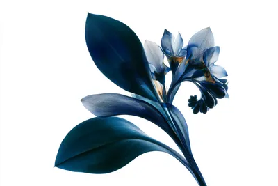 Single abstract comfrey inspired botanical specimen: large velvety oval leaves, deep root like ribbons, clusters of nodd
