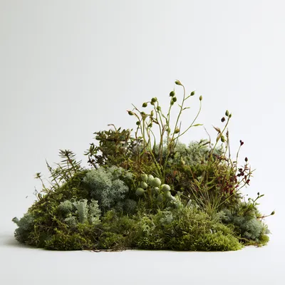 an abstract, friendly living system: a single low horizontal mound of soft moss, lichen, rounded pods, gentle stems, and