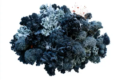 the same dense floating moss-and-lichen colony as the reference, transformed into winter dormancy: tightly closed compac