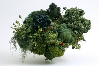 the same dense floating moss-and-lichen colony as the reference, transformed into high summer abundance: a full thriving