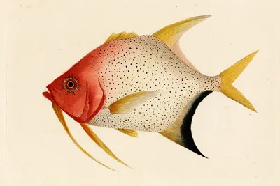 a single strange orange tropical fish in profile, blunt scarlet head, small circular sunburst marking behind the eye, pa
