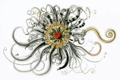 an abstract scientific specimen representing a better company: a strange elegant organism; it feels capable, adaptive, a