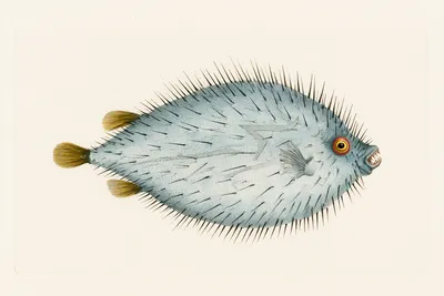 a single pale blue-gray oval fish in profile, inflated flattened body covered completely in long fine black needle-like