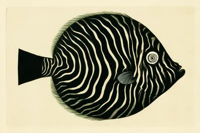 a single round deep-black tropical fish in profile, almost circular body, hypnotic irregular thin ivory contour stripes