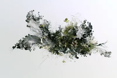 an abstract botanical specimen of moss and lichen, a low dense organic colony spreading laterally rather than growing as
