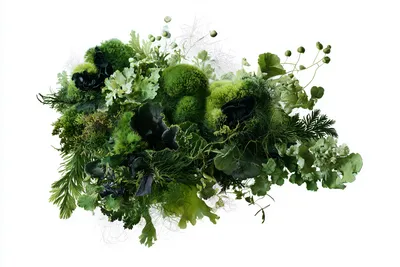 Abstract botanical specimen: a thriving moss and lichen colony, low and laterally spreading in a compact irregular cushi