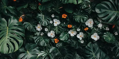 dark and tropical wallpaper with white flowers, bird of paradise, California poppy flowers, monstera leaves, darker cent