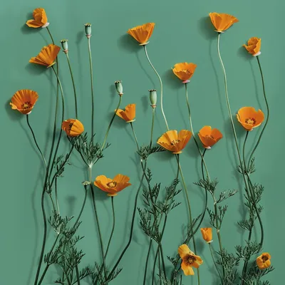 California poppy patten, growing upwards, green background