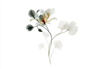 An imagined benevolent botanical specimen, an elegant adaptive flowering organism with the grace of a young magnolia, se
