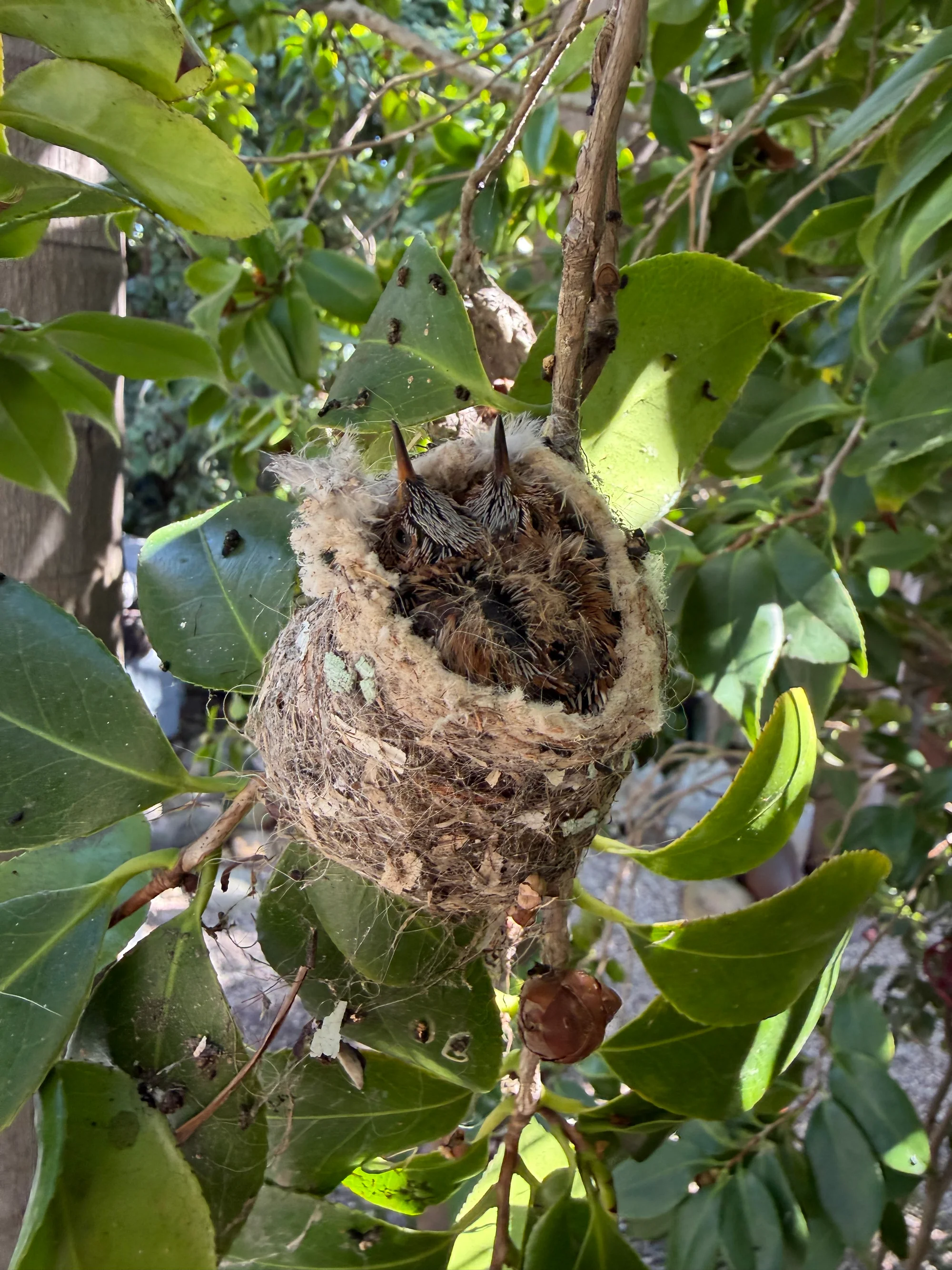 Hummingbird nest. Our 4th year in a row!